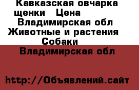 Кавказская овчарка щенки › Цена ­ 20 000 - Владимирская обл. Животные и растения » Собаки   . Владимирская обл.